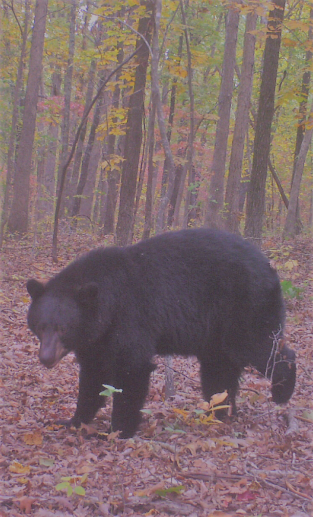 American Black Bear  Missouri Department of Conservation